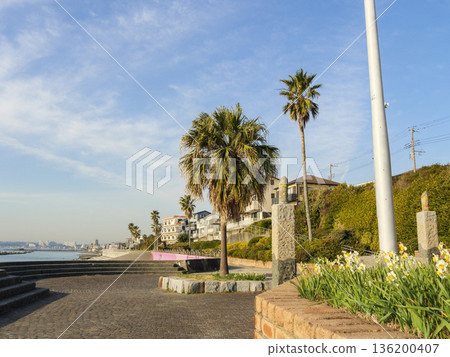 早春時節,三浦半島上著名的水仙花路一覽無遺。 早春時節,三浦半島上著名的水仙花路一覽無遺。 136200407