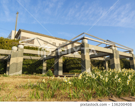 早春時節，三浦半島上著名的水仙花路一覽無遺。 136200408