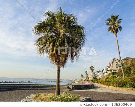 早春時節,三浦半島上著名的水仙花路一覽無遺。 早春時節,三浦半島上著名的水仙花路一覽無遺。 136200409