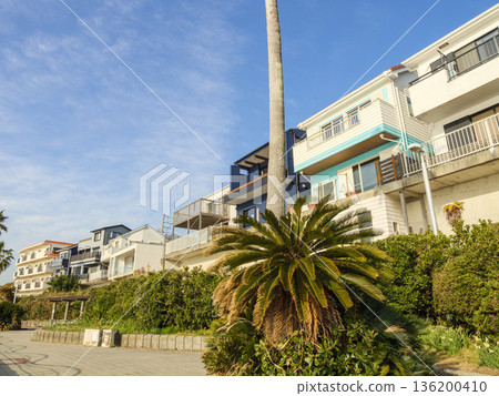 早春時節，三浦半島上著名的水仙花路一覽無遺。 136200410