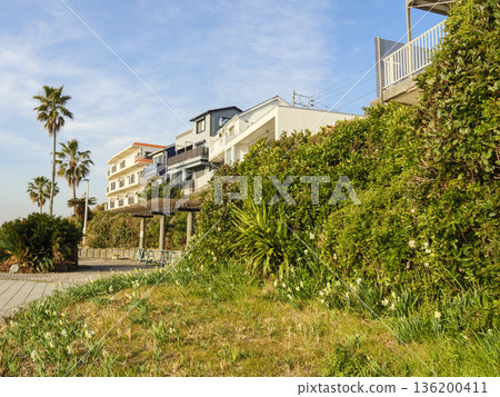 早春時節,三浦半島上著名的水仙花路一覽無遺。 早春時節,三浦半島上著名的水仙花路一覽無遺。 136200411