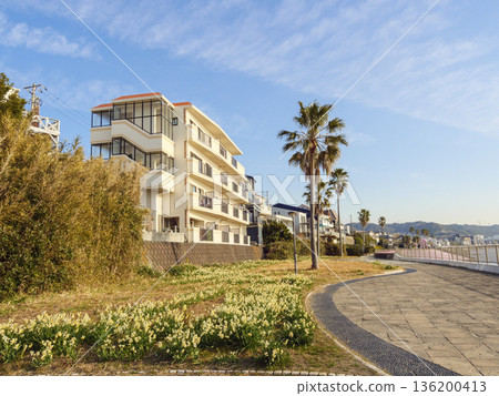 The famous Daffodil Road in early spring on the Miura Peninsula 136200413
