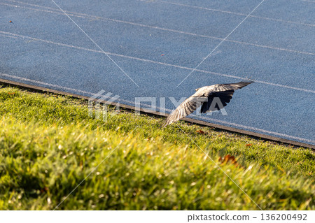 Wild bird with outstretched wings flying low over green grass beside a blue athletic running track, symbolizing nature's freedom and movement 136200492