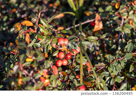 Vibrant red berries cluster on a lush green shrub, illuminated by warm autumn sunlight, embodying nature's beauty, seasonal transition, and abundant harvest 136200495