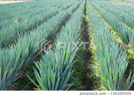 A leek field photographed in Japan A leek field photographed in Japan 136200599
