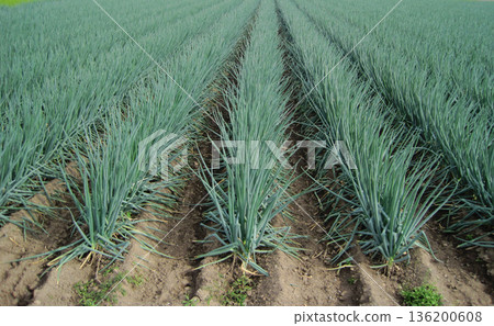A leek field photographed in Japan 136200608