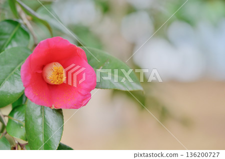 點亮日本冬日的紅色山茶花 點亮日本冬日的紅色山茶花 136200727