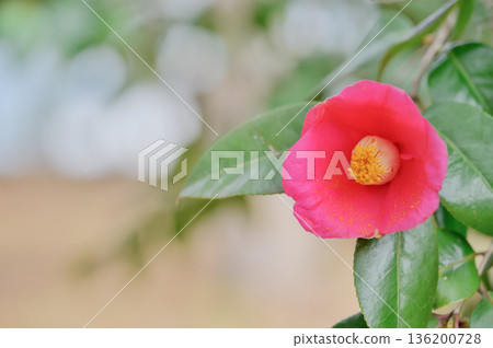 點亮日本冬日的紅色山茶花 點亮日本冬日的紅色山茶花 136200728
