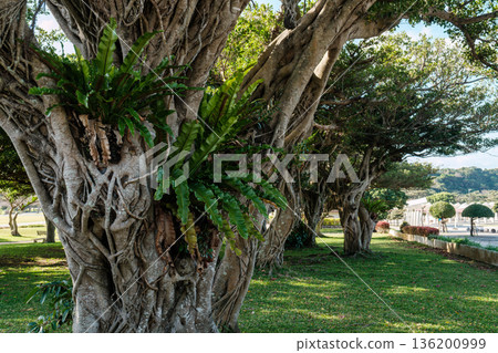 Scenery found in Okinawa. Renewing feelings of peace 136200999