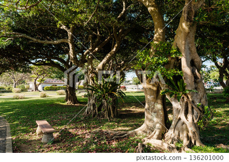 Scenery found in Okinawa. Renewing feelings of peace 136201000