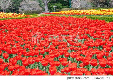 Close View of Red Tulip Flower Field in Spring at Ulsan Grand Park, Korea 136201057