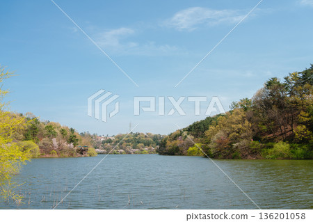 Calm Spring Lake Surrounded by Tree-Covered Hills at Seonam Lake Park, Ulsan, Korea 136201058