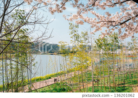 Spring Landscape of Taehwagang National Garden with Cherry Blossoms in Ulsan, Korea Spring Landscape of Taehwagang National Garden with Cherry Blossoms in Ulsan, Korea 136201062