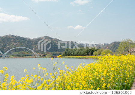 Spring Landscape of Taehwagang National Garden with Yellow Canola Flowers in Ulsan, Korea Spring Landscape of Taehwagang National Garden with Yellow Canola Flowers in Ulsan, Korea 136201063