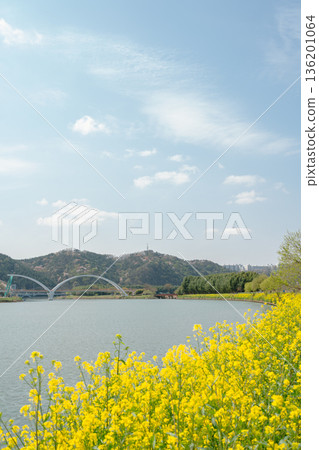 Spring Landscape of Taehwagang National Garden with Yellow Canola Flowers in Ulsan, Korea Spring Landscape of Taehwagang National Garden with Yellow Canola Flowers in Ulsan, Korea 136201064