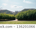 Bamboo Forest View at Taehwagang National Garden in Ulsan, Korea 136201066