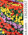 Close View of Colorful Tulip Flower Field in Spring at Ulsan Grand Park, Korea 136201067