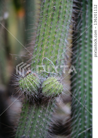 Prickly cacti in the park close-up 136201112
