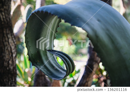 Prickly cacti in the park close-up 136201116