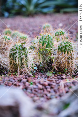 Prickly cacti in the park close-up Prickly cacti in the park close-up 136201119