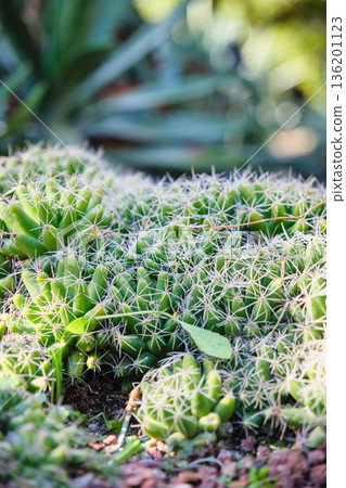 Prickly cacti in the park close-up Prickly cacti in the park close-up 136201123