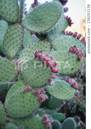 Prickly cacti in the park close-up Prickly cacti in the park close-up 136201136