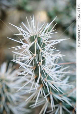 Prickly cacti in the park close-up 136201140