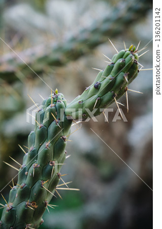 Prickly cacti in the park close-up 136201142