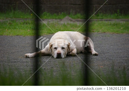 護衛犬拉布拉多尋回犬 護衛犬拉布拉多尋回犬 136201210