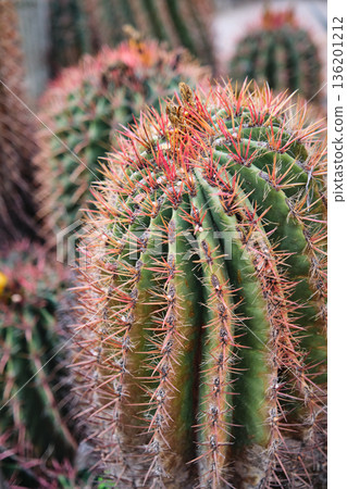 Prickly cacti in the park close-up Prickly cacti in the park close-up 136201212
