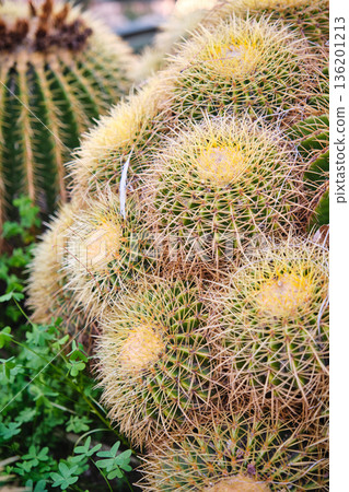 Prickly cacti in the park close-up 136201213