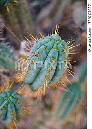 Prickly cacti in the park close-up Prickly cacti in the park close-up 136201217