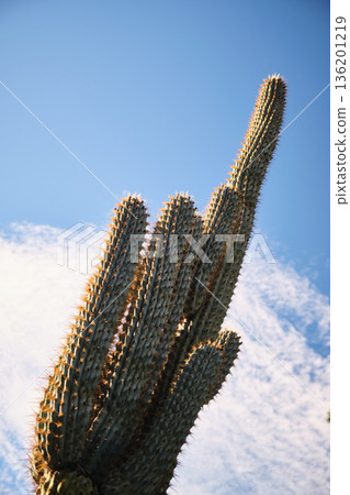 Prickly cacti in the park close-up Prickly cacti in the park close-up 136201219