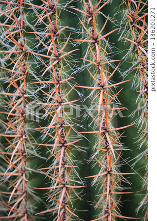Prickly cacti in the park close-up Prickly cacti in the park close-up 136201271