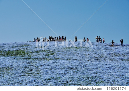 Nemophila flowers in full bloom on the hills of Hitachi Seaside Park 136201274
