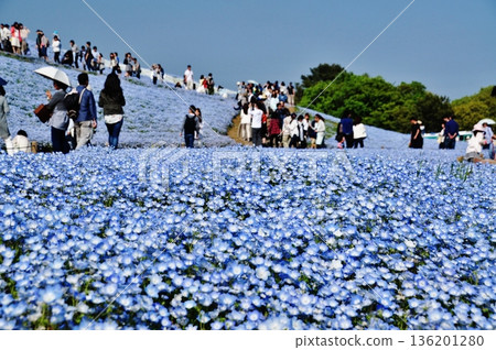 日立海濱公園山坡上盛開的粉蝶花 136201280