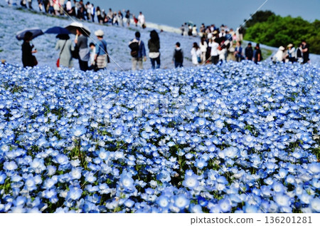 日立海濱公園山坡上盛開的粉蝶花 136201281