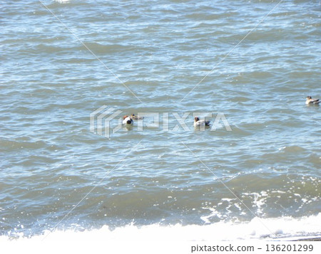 Winter migratory bird, the Wigeon 136201299