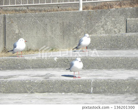 A black-headed gull, a winter migratory bird that came to Kemigawa Beach 136201300