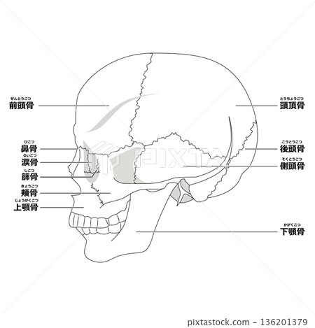 Skull (side) 136201379
