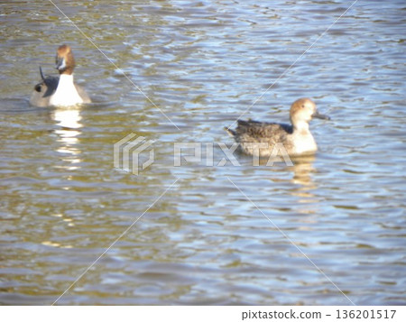 冬季候鳥來到英格海灘公園 136201517