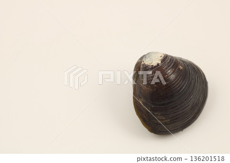 Close-up image of natural clams with beautiful black shell texture 136201518