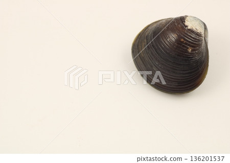 Image of a single fresh clam against a white background Image of a single fresh clam against a white background 136201537