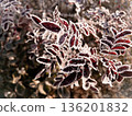Young hoarfrost covers delicate rosehip leaves. 136201832