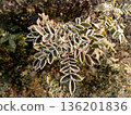 Young hoarfrost covers delicate rosehip leaves. 136201836