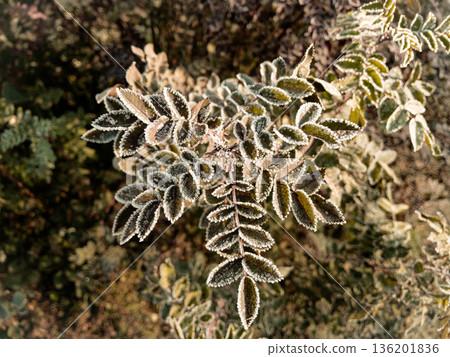 Young hoarfrost covers delicate rosehip leaves. 136201836