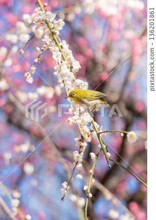 梅樹和繡眼鳥盛開 136201861