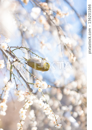 一隻繡眼鳥正在吸食梅花的花蜜──一幅春日景象 一隻繡眼鳥正在吸食梅花的花蜜──一幅春日景象 136201866