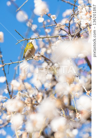 A Japanese white-eye perched on a plum tree in full bloom A Japanese white-eye perched on a plum tree in full bloom 136201867