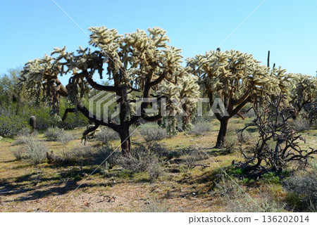Cholla cactus, Sonora Desert, Mid Winter 136202014